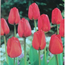 20 Darwin Tulips Apeldoorn Red