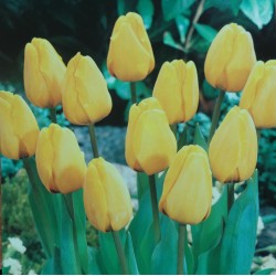 250 Darwin Tulips Golden Apeldoorn Yellow