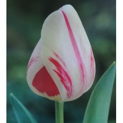 20 Darwin Tulips Burning Heart White And Red