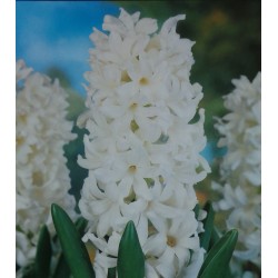 25 Carnegie Hyacinths White Flower