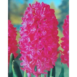 5 Jan Bos Hyacinths Pink Flower