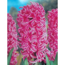 25 Jan Bos Hyacinths Pink Flower
