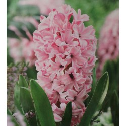 5 Pink Pearl Hyacinths Pink Flower