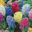 Hyacinths