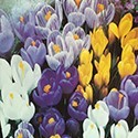 Crocus